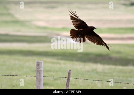 American Crow in volo panoramico in Saskatchewan in Canada Foto Stock