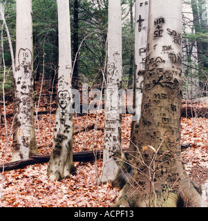 Alberi con iscrizioni di graffiti lettera d'amore cadono le foglie Foto Stock