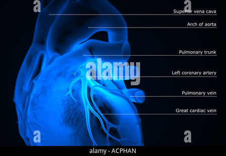 I vasi coronarici del cuore Foto Stock