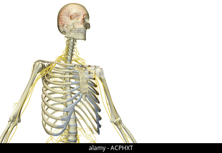 L'alimentazione del nervo della parte superiore della scocca Foto Stock