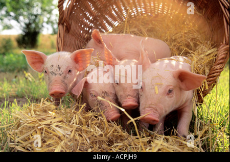 I suini con cestello in campo Foto Stock