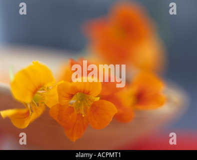 I nasturzi nel vaso, close up Foto Stock