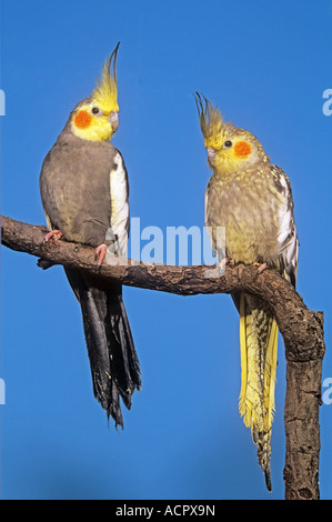 Due cockatiels sul ramo / Nymphicus hollandicus Foto Stock