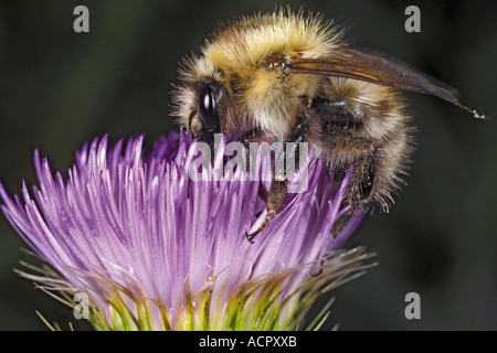 Bumble Bee su thistle, close-up Foto Stock
