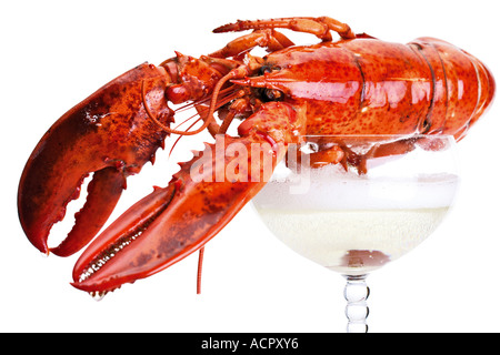 Aragosta, close-up Foto Stock