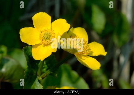 Kingcup o marsh marigold Caltha palustris fiori in primavera Foto Stock
