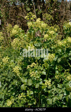 Alexanders Smyrnium olusatrum in fioritura di fiori su una banchina orlo Foto Stock