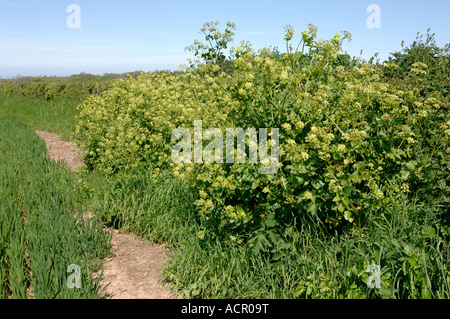 Alexanders Smyrnium olusatrum in fiore accanto a un raccolto di grano e copertura di campo Foto Stock