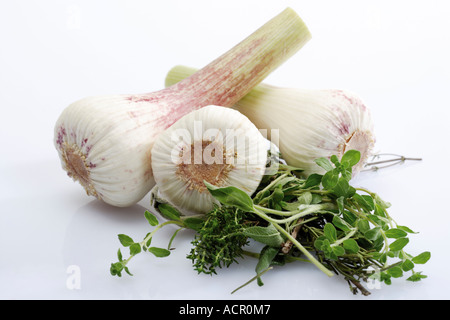 Aglio ed Erbe aromatiche, vista in elevazione Foto Stock