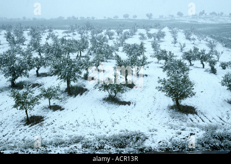 Mandorli in foglie coperte di neve dopo una molla blizzard Andalusia Spagna Foto Stock