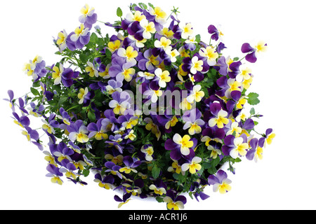 Viola cornuta, vista in elevazione Foto Stock