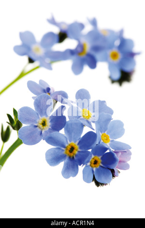 "Non ti scordar di me", myosotis sylvatica Foto Stock