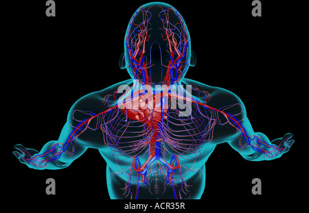 L'alimentazione di sangue della testa e della spalla Foto Stock