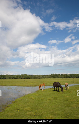 New Forest pony pascolo a Balmer Lawn Brockenhurst nuova foresta Foto Stock