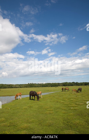 New Forest pony pascolo a Balmer Lawn Brockenhurst nuova foresta Foto Stock