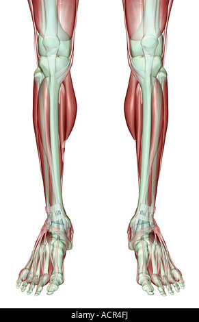 Il musculoskeleton delle gambe Foto Stock