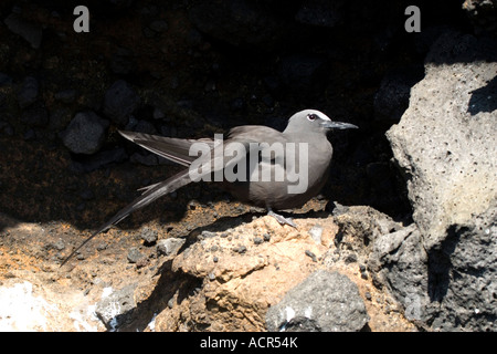Noddy marrone si stende la sua ala Foto Stock