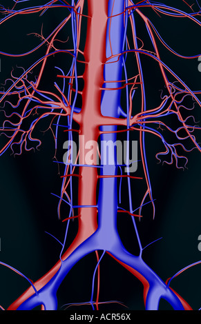 I vasi sanguigni delle vertebre lombari Foto Stock