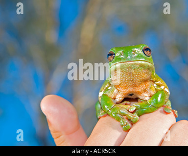 Un simpatico ranocchio verde caerula litoria frog detenute fino Foto Stock