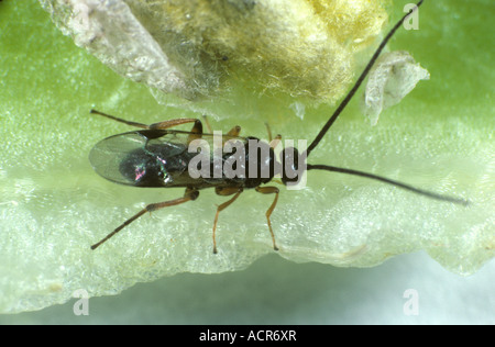 Braconid wasp Cotesia glomerata appena tratteggiato parassita adulto di cavolo bianco butterfly Foto Stock