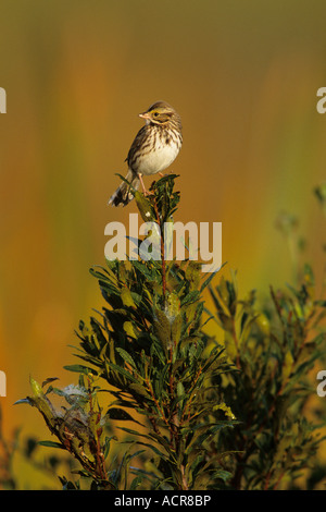 Song sparrow (Melospiza melodia) Foto Stock