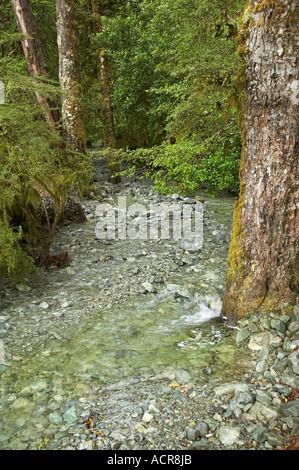 Stream dal lago Gunn Milford Road Parco Nazionale di Fiordland Isola del Sud della Nuova Zelanda Foto Stock