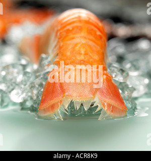 Prawn on crushed ice, rear view, close-up Foto Stock