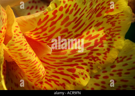 Cleopatra Canna Lily petalo Foto Stock