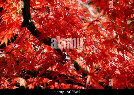 Un giapponese di acero a Westonbirt Arboretum GLOUCESTERSHIRE REGNO UNITO Foto Stock