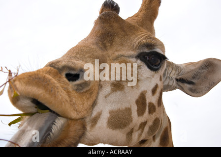Un strettamente giraffa tagliate a livello degli occhi è mangiare alcune foglie Foto Stock