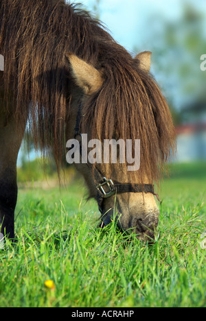 Un piccolo marrone a cavallo con hairy lunga criniera si piega verso il basso per mangiare l'erba Foto Stock