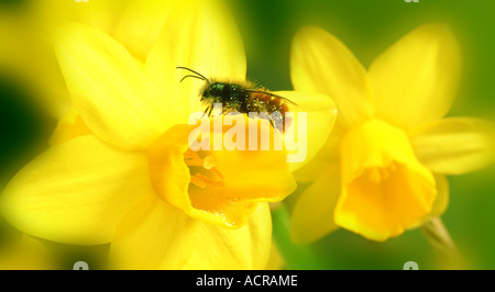Ape su narcisi Biene auf Narzissenblüte Foto Stock