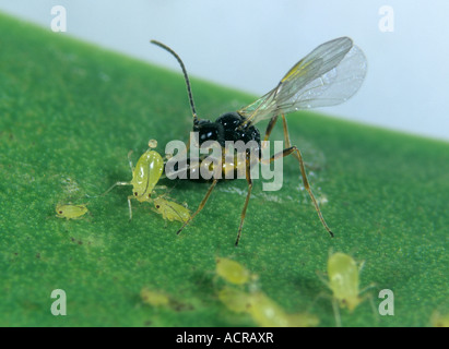 Parassitoide wasp Aphidius ervi deposizione delle uova in un chiazzato arum afidi Foto Stock