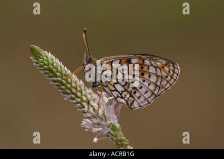 Twin spot fritillary butterfly Foto Stock