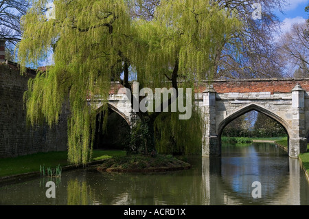 Salice piangente albero e ponte che conduce a Eltham Palace vicino a Bromley nel Kent. Foto Stock