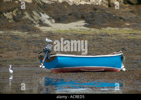 Garzetta Egretta garzetta e airone cenerino Ardea cinerea pesca in Roseland creek Cornwall Inghilterra blu con barca a remi Foto Stock