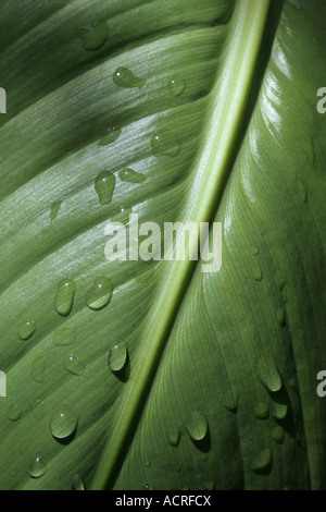 Gocce d'acqua sulla foglia di Canna Foto Stock
