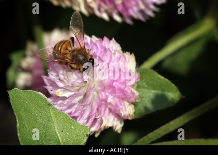 Ape su viola e rosa Amaranto Globe Foto Stock