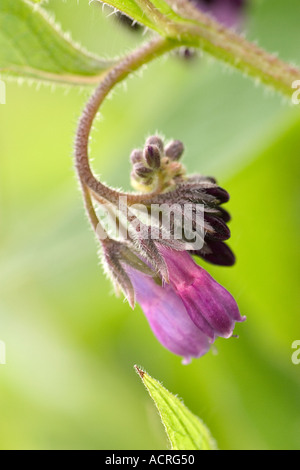British fiori selvatici Comfrey comune Foto Stock
