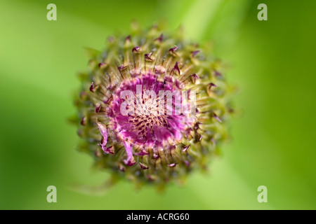 British macro di fiori di campo colpo di malinconia Thistle bud appena pronto per aprire Foto Stock