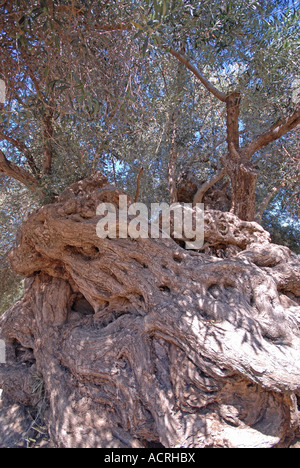 Creta tre mila anni vecchio Olivo in Ano Vouves nella provincia di Hania Foto Stock