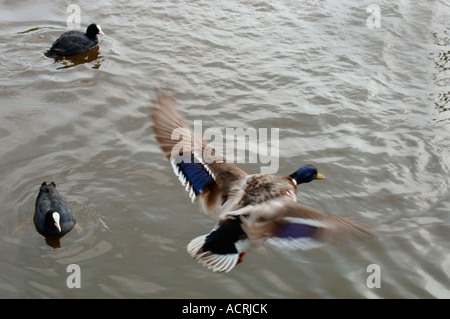 Maschi di anatra germano reale (Anas platyrhynchos) volare su un lago di acqua dolce. Foto Stock