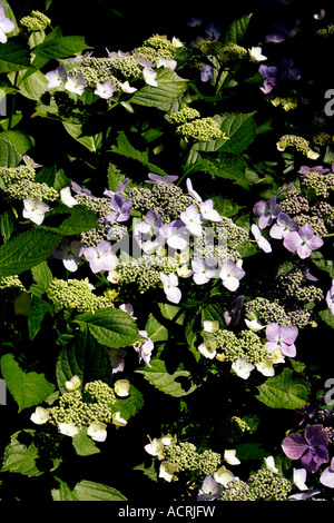 HYDRANGEA MACROPHYLLA. LACECAP. Foto Stock