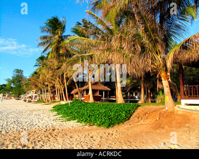 Palme linea tramonto sulla spiaggia di Ko Pha Ngan isola della Thailandia Foto Stock