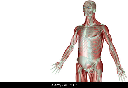 Il musculoskeleton dell'arto superiore Foto Stock