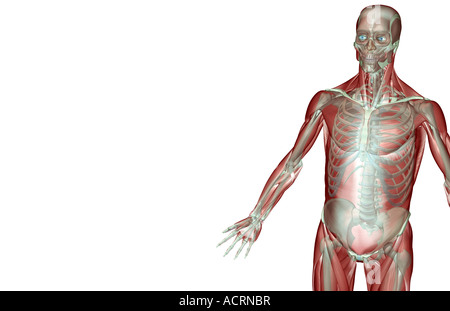 Il musculoskeleton dell'arto superiore Foto Stock