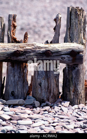 Marciume monconi di legno sulla spiaggia ghiaiosa Foto Stock