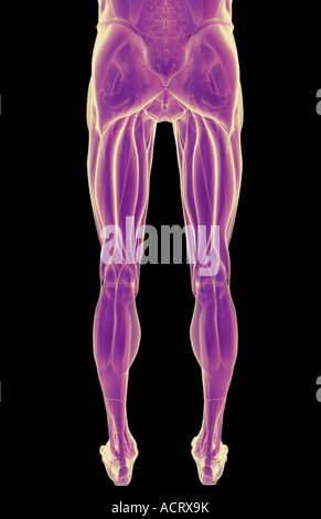 I muscoli del corpo inferiore Foto Stock