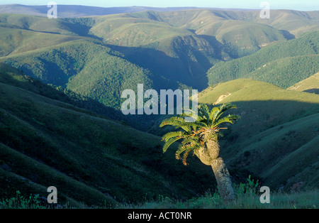 Vista panoramica delle colline e valli Zuurberg .cycad Encephalartos longifolius in primo piano il Sud Africa Foto Stock