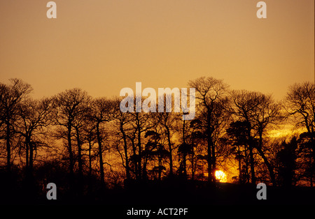 Tramonto dietro i boschi Kent Foto Stock
